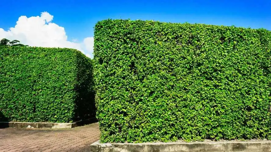 国外园林景观设计植物分类