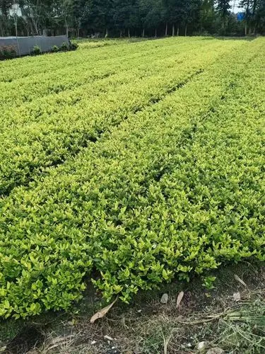 绿化养护的成功案例分享与启示